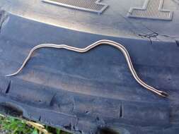 Image of Wide Ground Snake