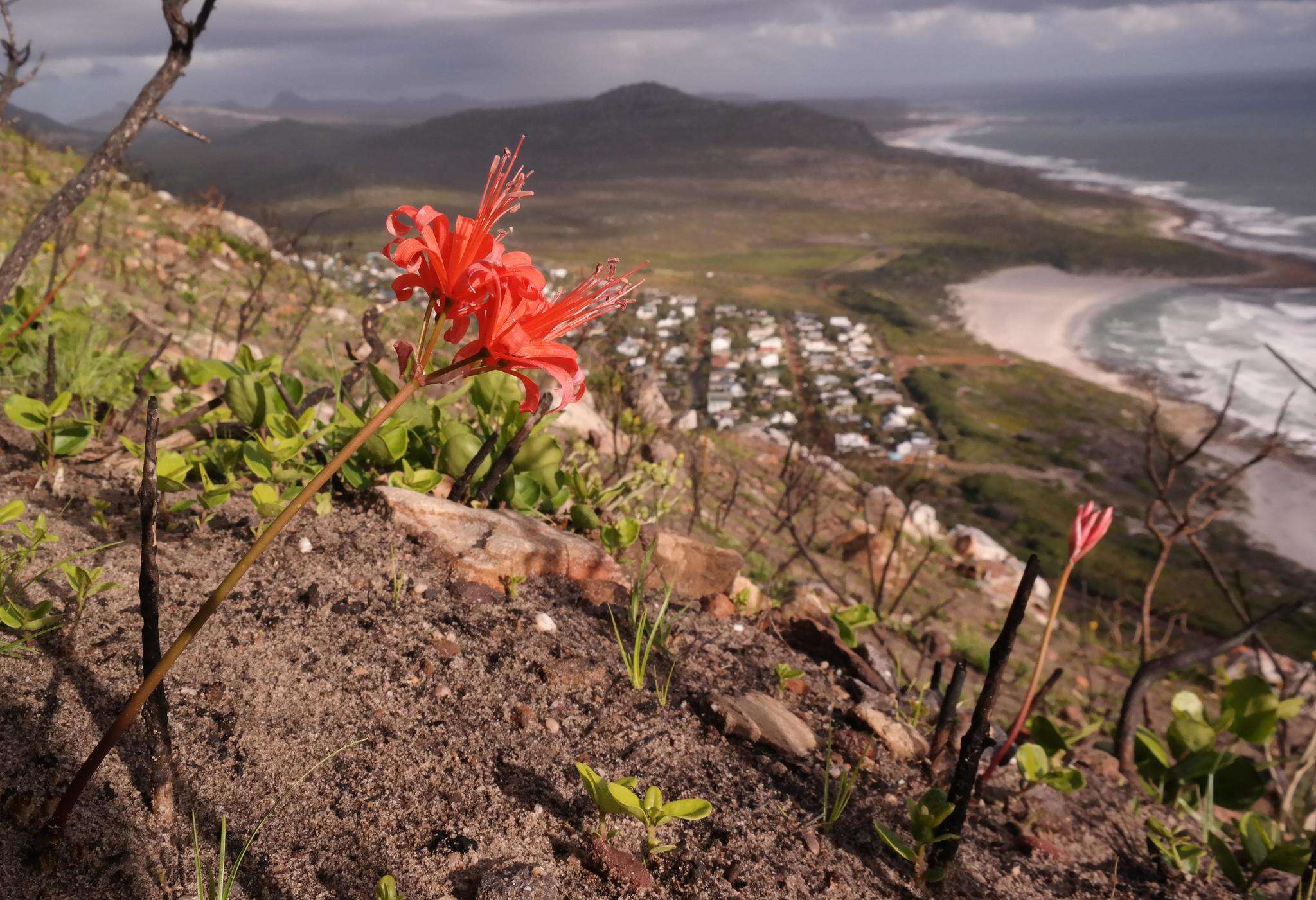 Image of Nerine sarniensis (L.) Herb.