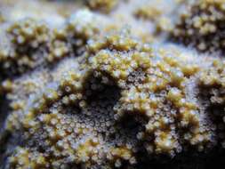 Montipora patula Verrill 1869的圖片