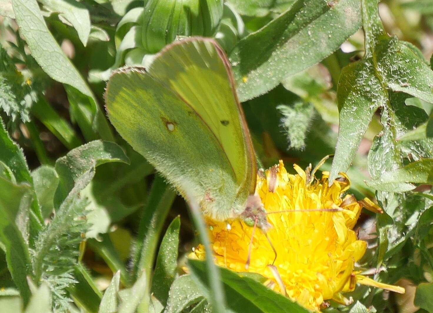 Image of Scudder's Sulphur