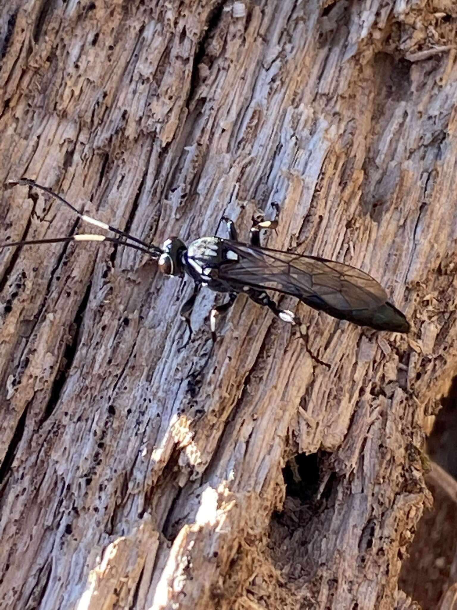 Orgichneumon calcatorius (Thunberg 1822) resmi