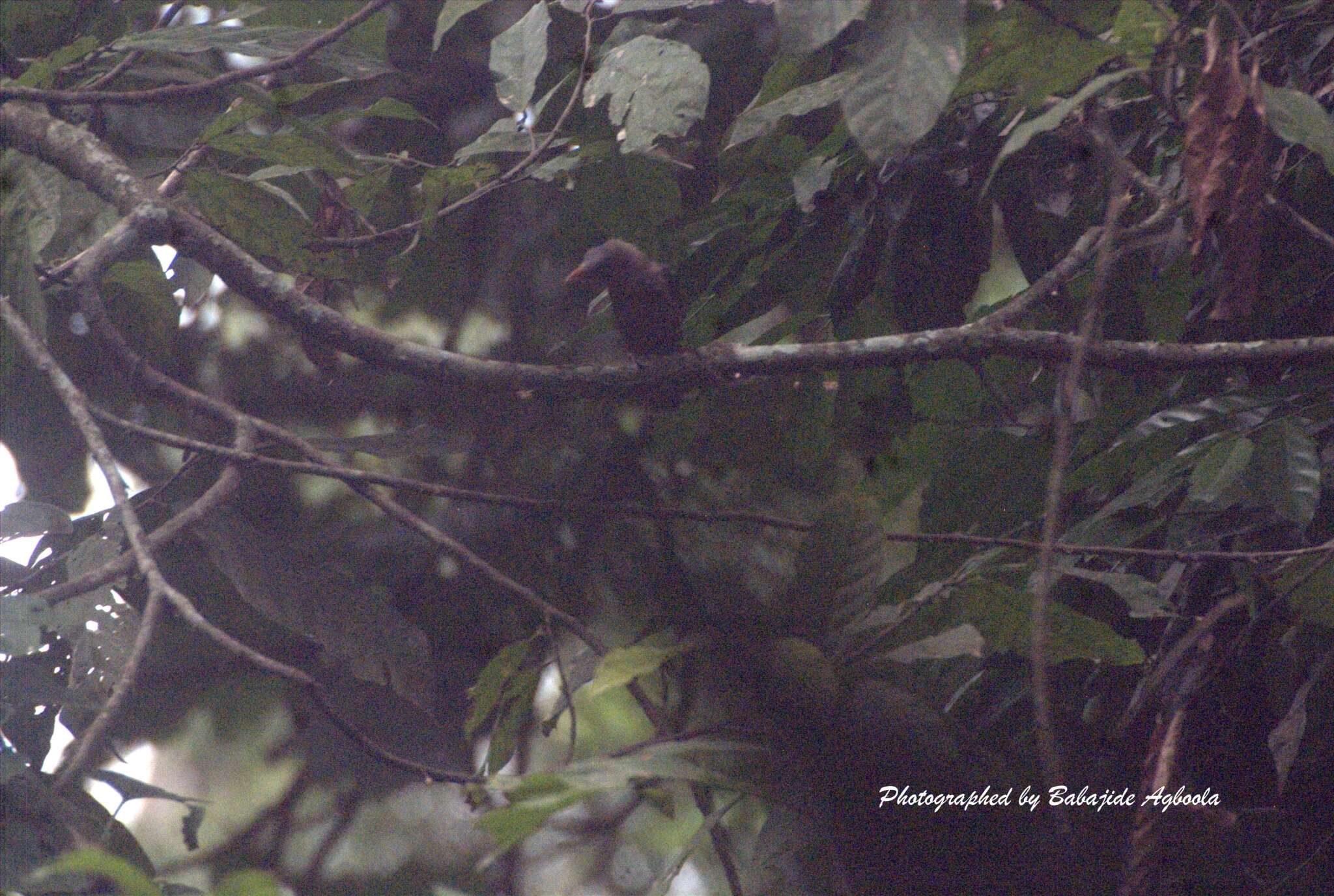 Image of Naked-faced Barbet