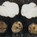 Image of Tuber lyonii Butters 1903
