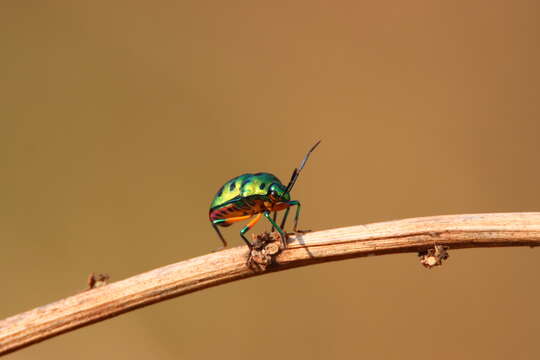 Image of Chrysocoris stollii (Wolff 1801)