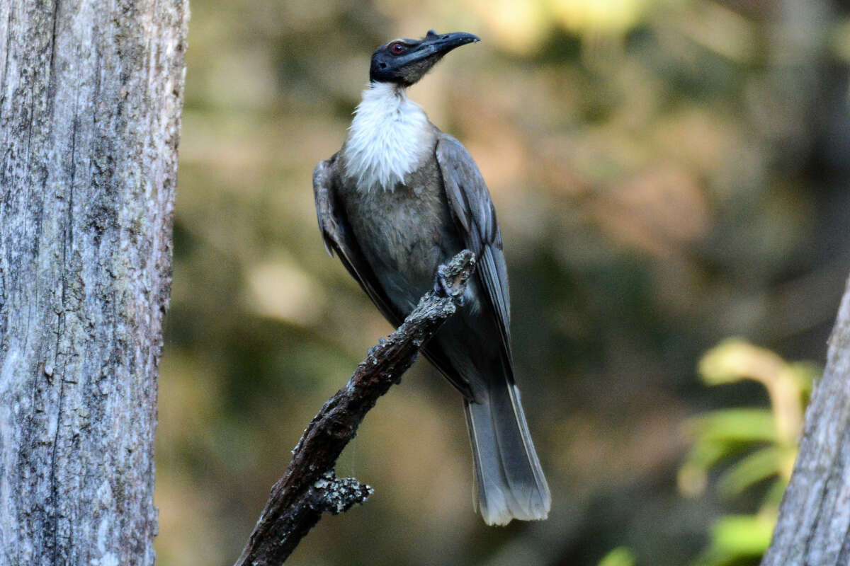 Image of Noisy Friarbird