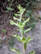 Image of Eltroplectris triloba (Lindl.) Pabst