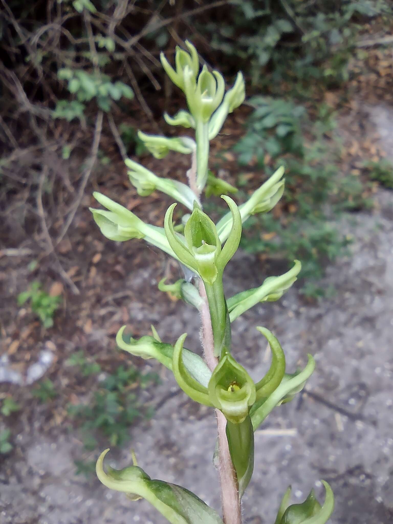 Image of Eltroplectris triloba (Lindl.) Pabst