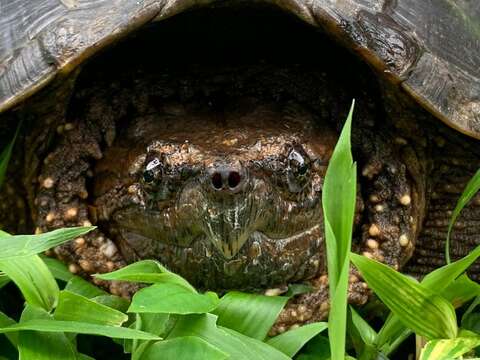 Image of South American snapping turtle