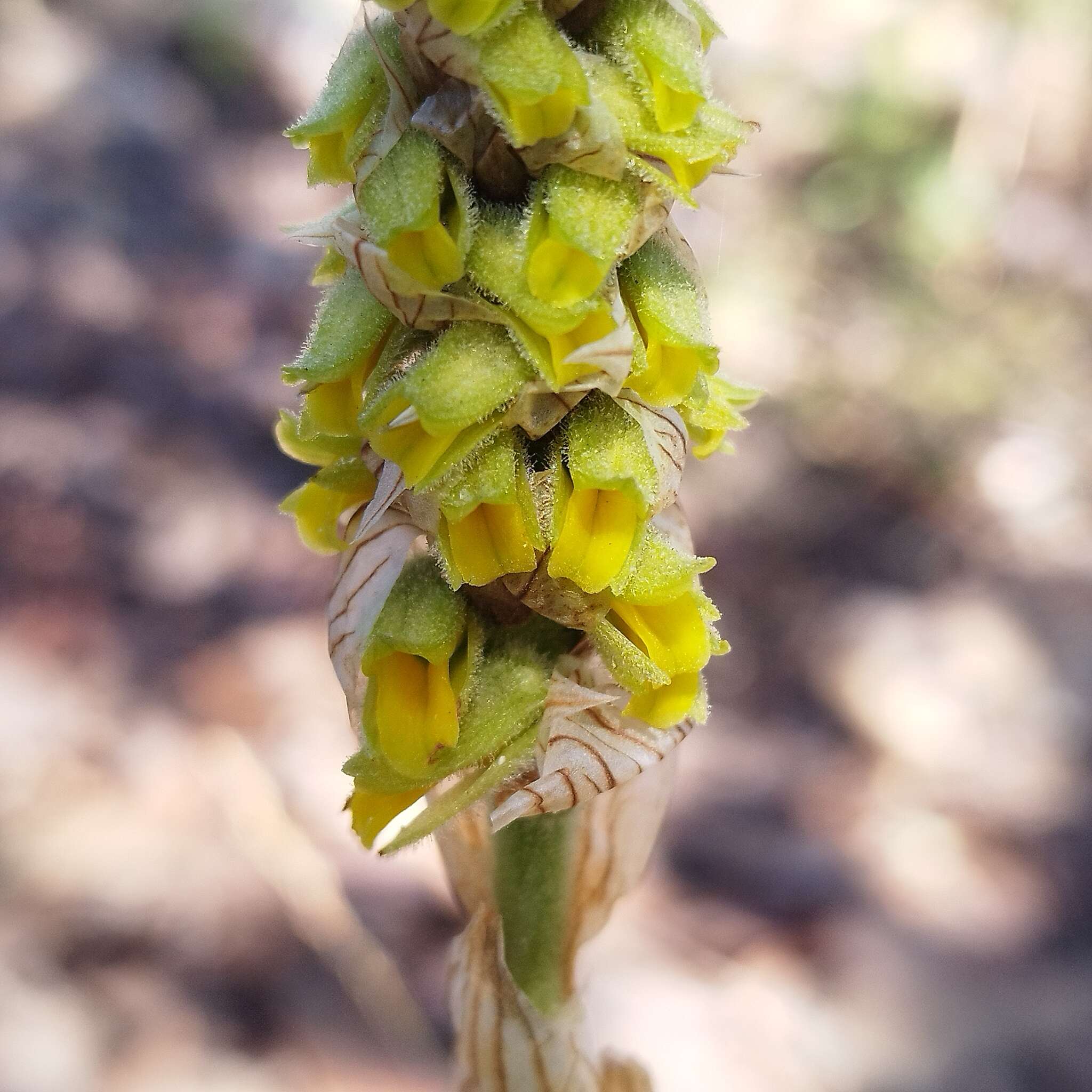 Image of Deiregyne densiflora (C. Schweinf.) Salazar & Soto Arenas