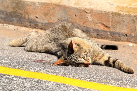 Image of African Wildcat