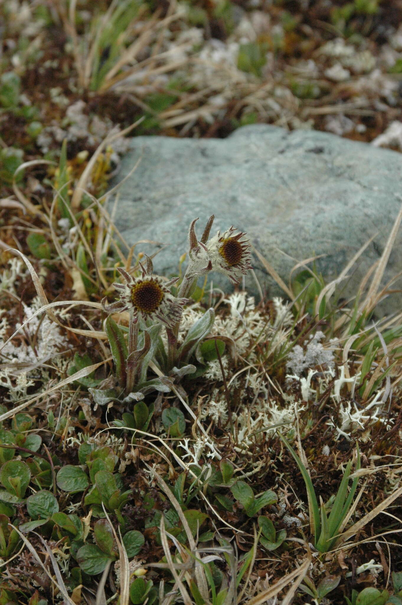 Image of fuscate groundsel