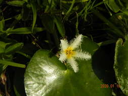 Image de Nymphoides indica subsp. indica