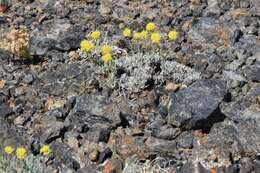 Image of Great Basin Desert buckwheat