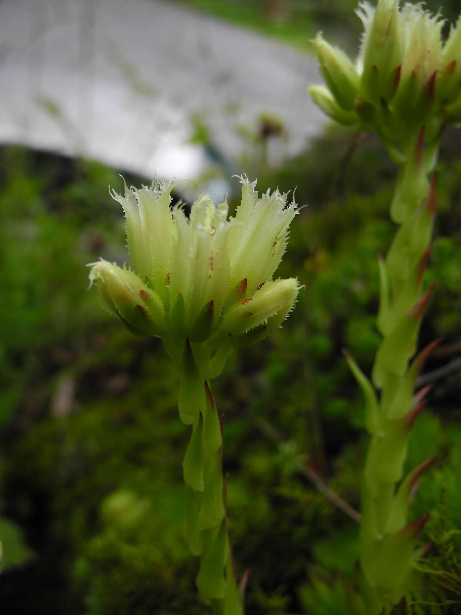 Imagem de Sempervivum globiferum subsp. arenarium (W. D. J. Koch) H.