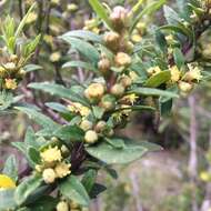 Image of Baccharis elaeoides Remy