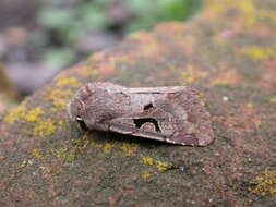 Orthosia gothica Linnaeus 1758 resmi