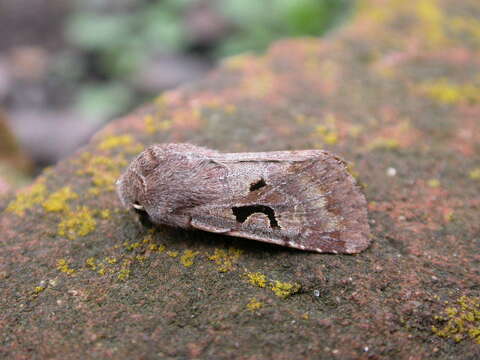 Orthosia gothica Linnaeus 1758 resmi