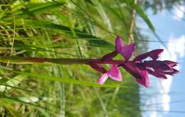 Image of Disa caffra Bolus