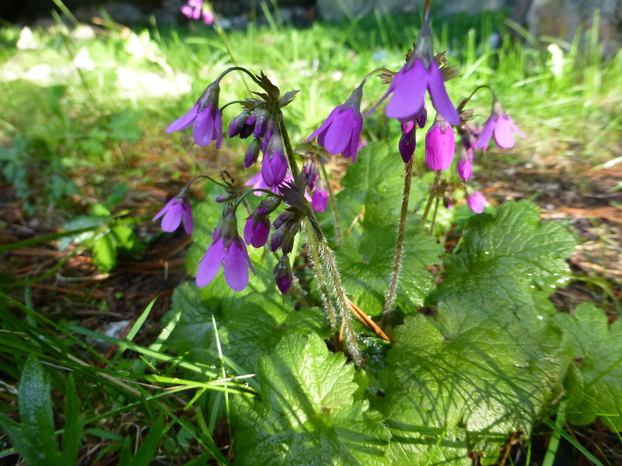 Image of Primula matthioli Richt.