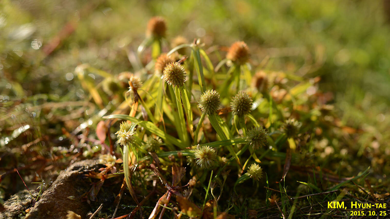 Слика од Cyperus brevifolius (Rottb.) Hassk.