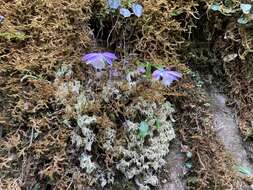 Pleione formosana Hayata resmi