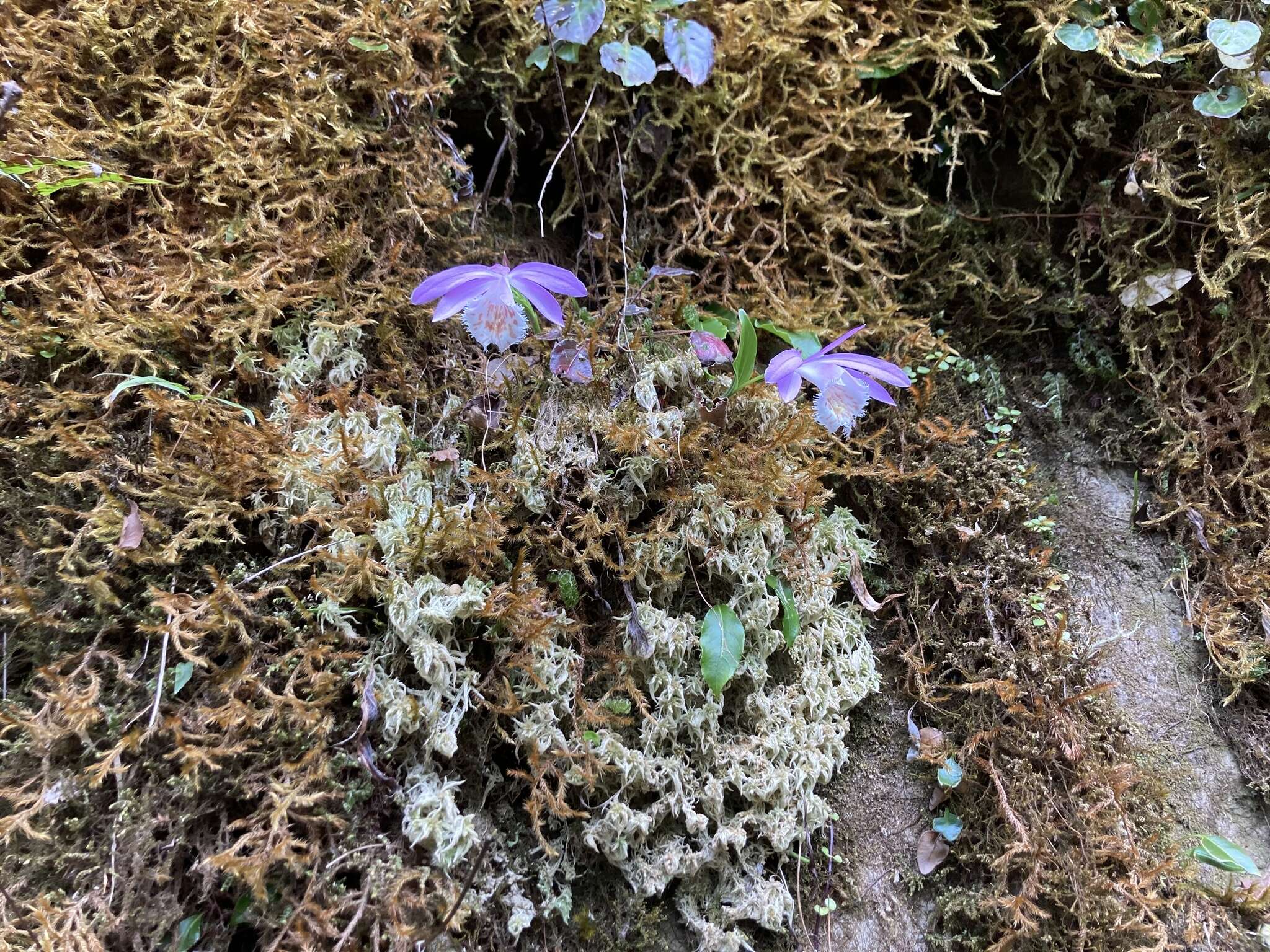 Image of Taiwan Pleione