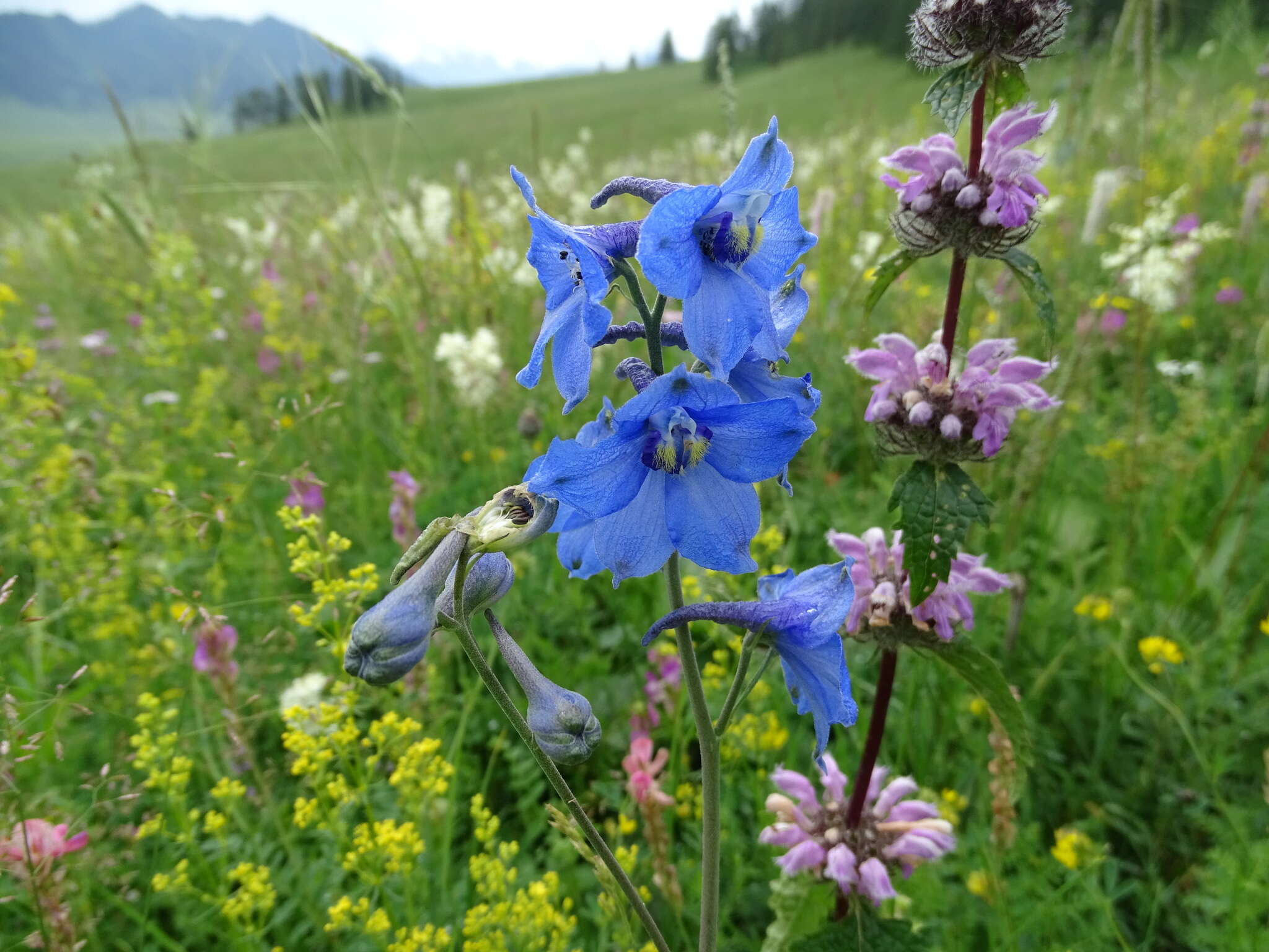 Image of Delphinium laxiflorum DC.