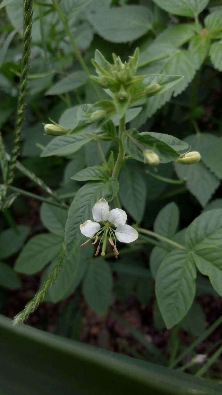 Слика од Hemiscola aculeata (L.) Rafin.