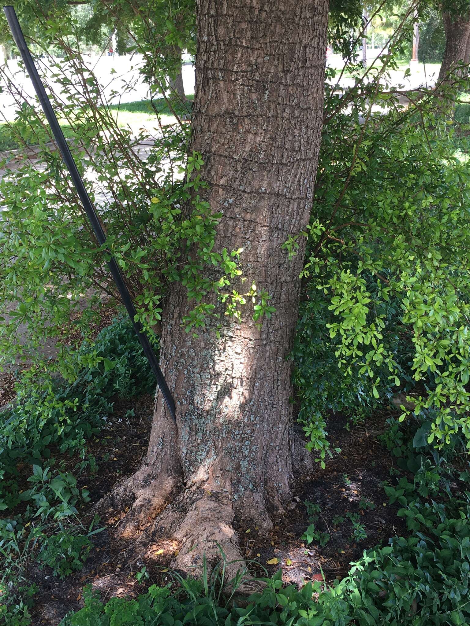 Image of Terminalia buceras (L.) Wright