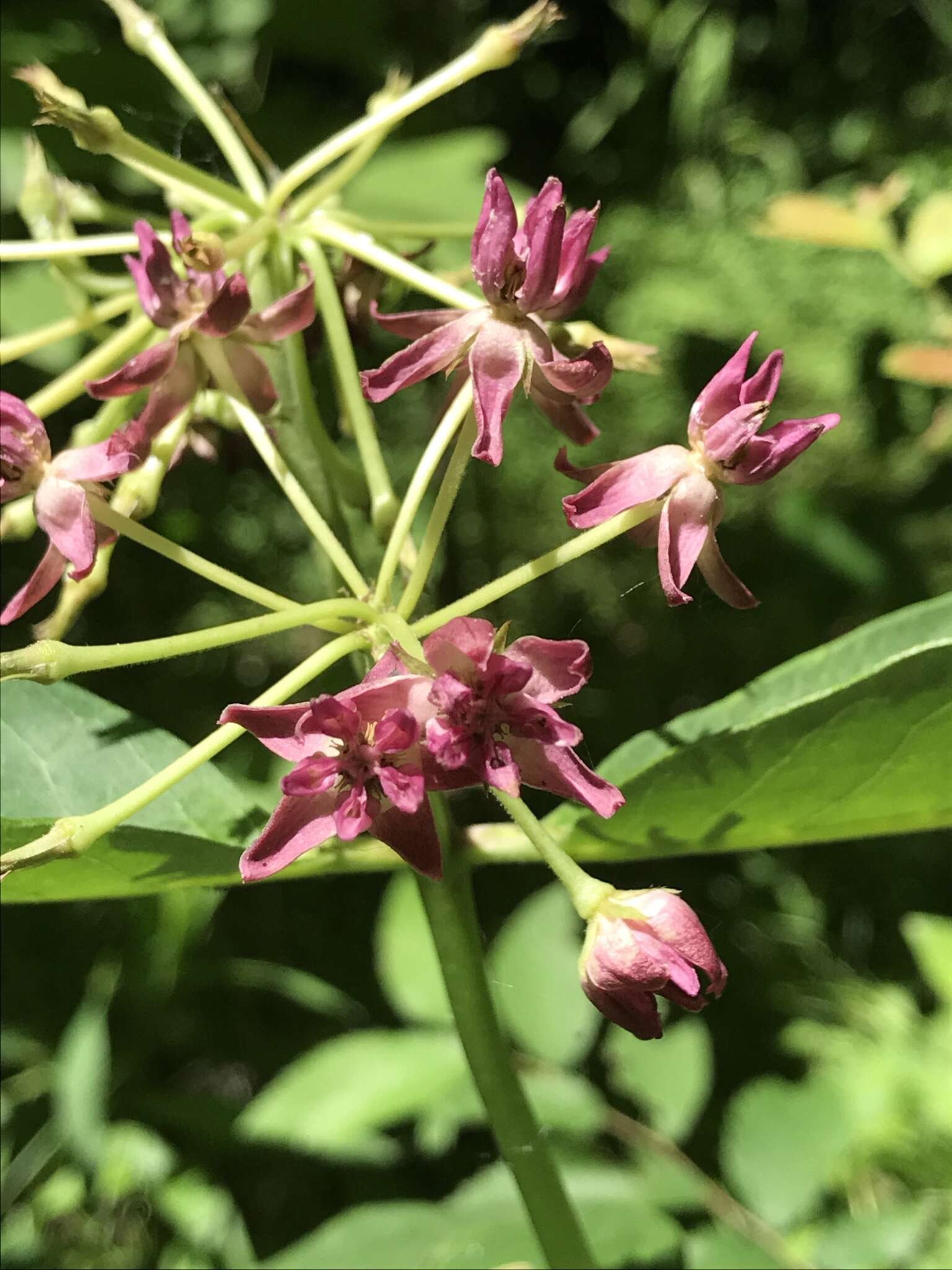 Image of purple milkweed