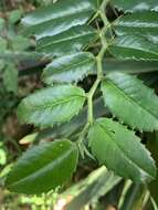 Image of Thorny elm