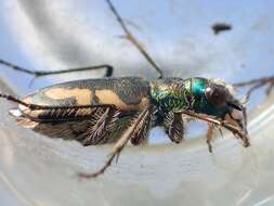 Image of Cicindela (Cicindela) parowana wallisi Calder 1922