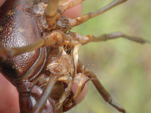 Image of Procambarus leonensis Hobbs 1942