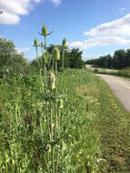 Image of cutleaf teasel