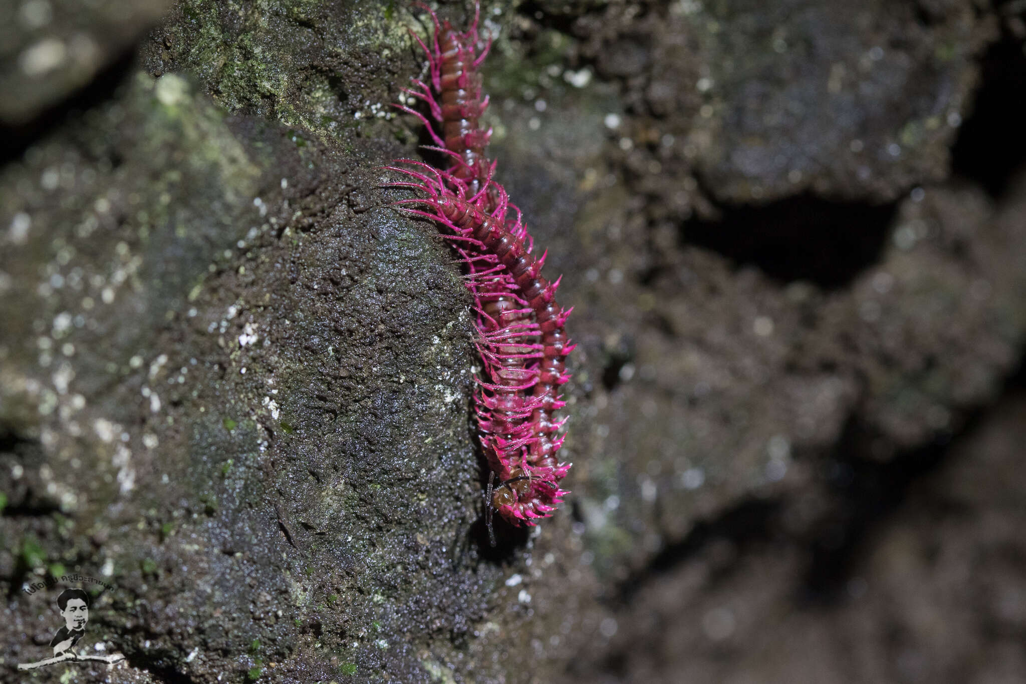 Image of Desmoxytes purpurosea Enghoff, Surachit & Panha 2007