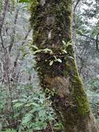 Image of Bulbophyllum retusiusculum Rchb. fil.