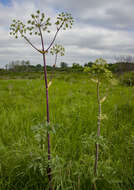 صورة Angelica atropurpurea L.