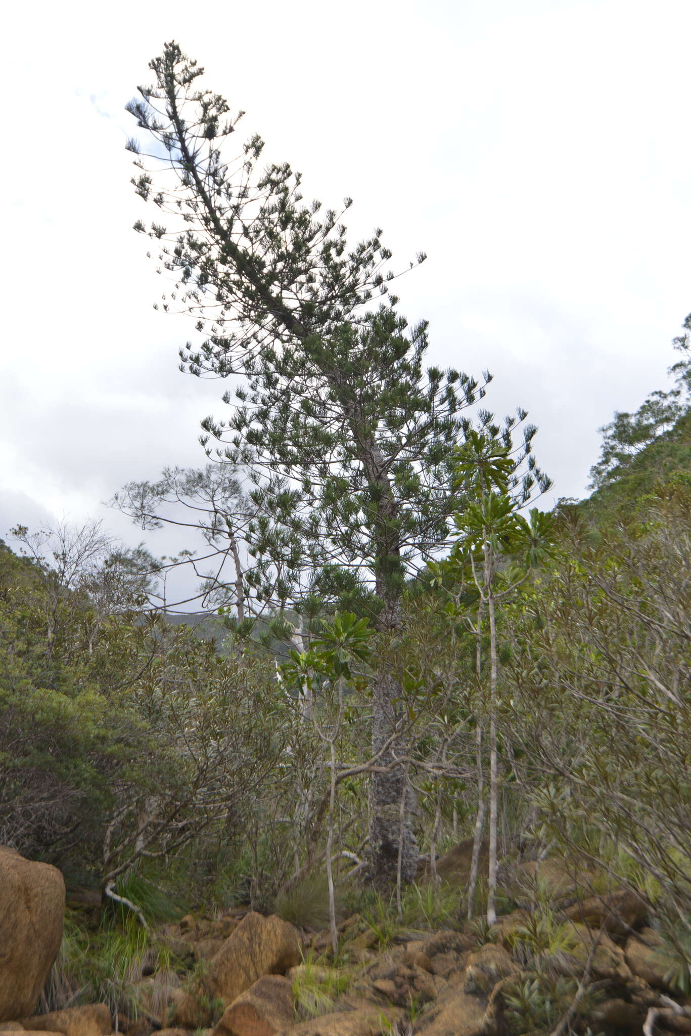 Image of cliff araucaria