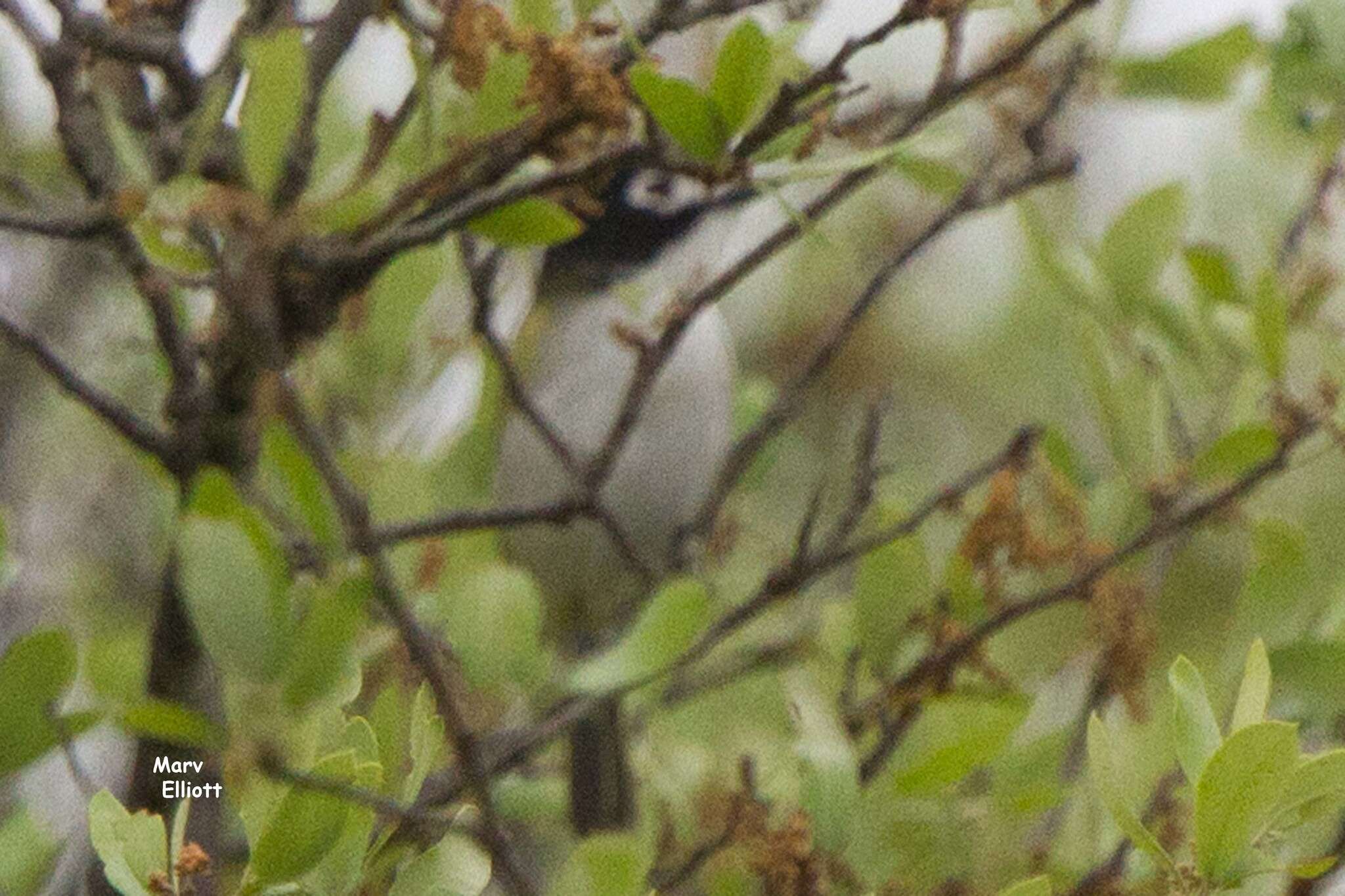 Слика од Vireo atricapilla Woodhouse 1852