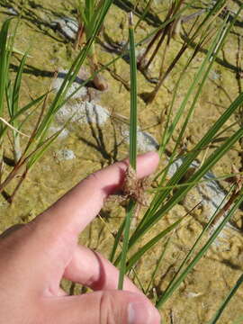 Image of cosmopolitan bulrush