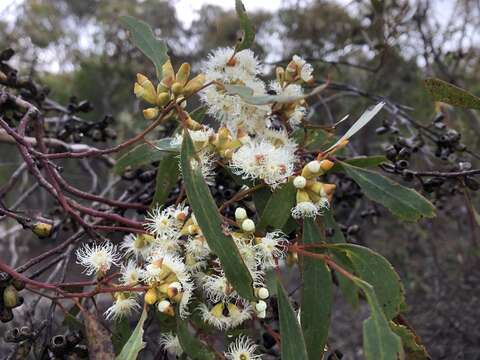 Image of Gooseberry Mallee