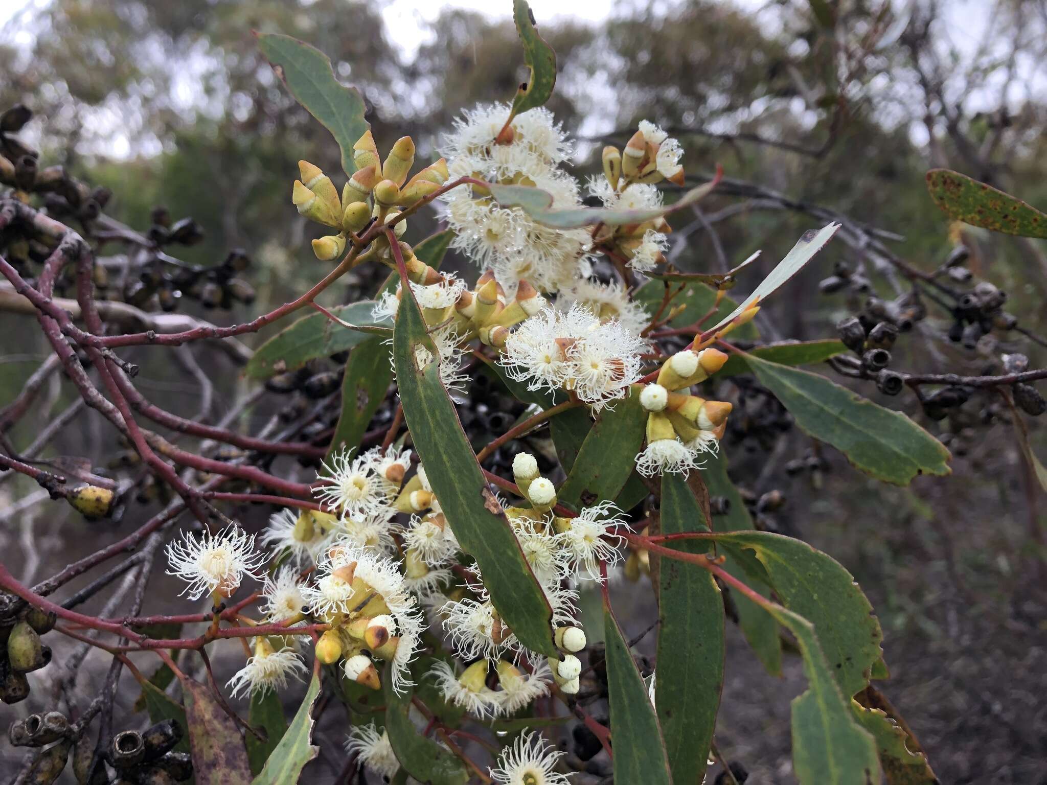 Image of Gooseberry Mallee