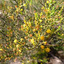 Image of Acacia rhetinocarpa J. M. Black