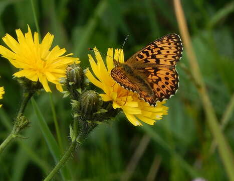 Plancia ëd <i>Boloria titania</i>