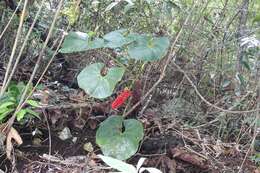 Image of Anthurium rionegrense Matuda