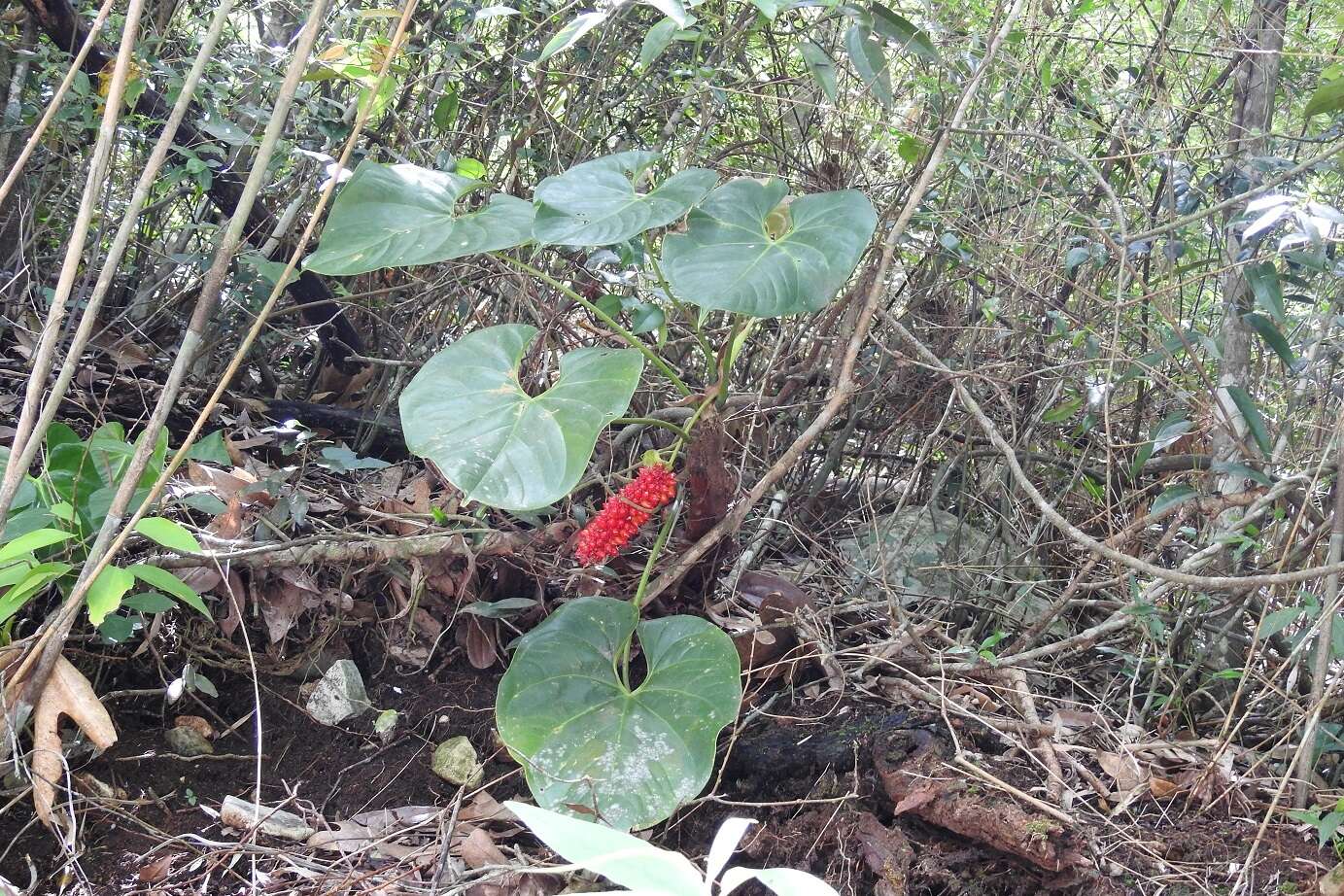 Image of Anthurium rionegrense Matuda