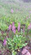 Image of elephanthead lousewort