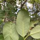 Image of rufous false cocaine