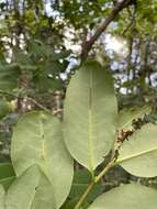 Image of rufous false cocaine