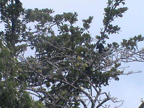 Image de Langur Du Nilgiri